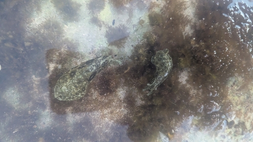 Aplysia dactylomela