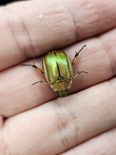 Mimela chinensis