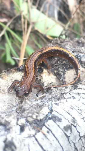 Southern Two-lined Salamander