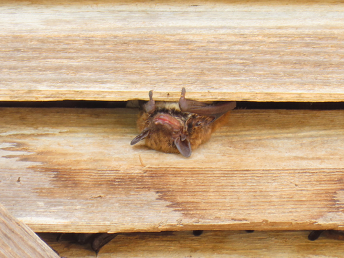 Evening Bat observed by vicjr77