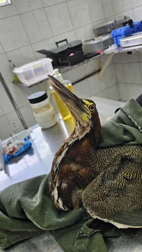 Rufescent Tiger-Heron