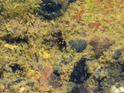 Neoclypeodytes