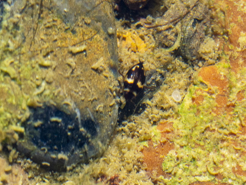 Neoclypeodytes