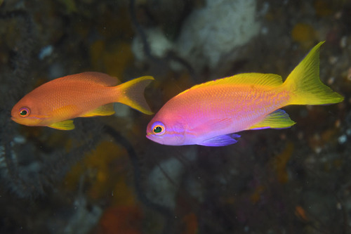 Pseudanthias bimaculatus