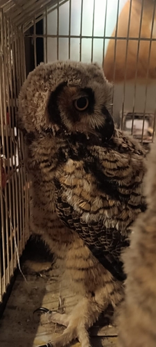 Great Horned Owl