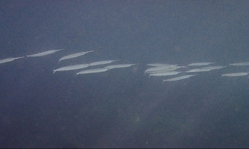 photo of Eastern Sea Garfish (Hyporhamphus australis)