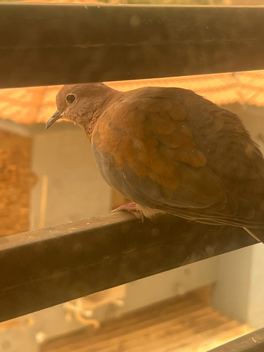 Laughing Dove