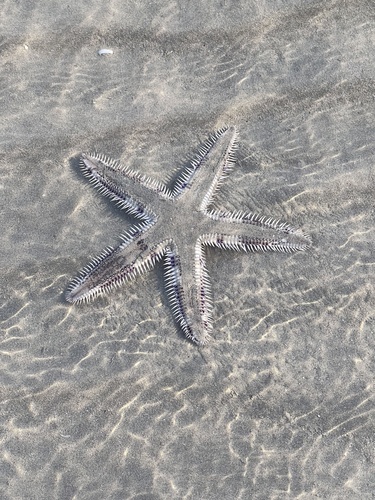 Indo-Pacific Comb Star