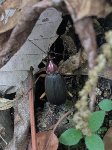 Chlaenius costiger