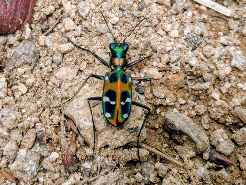Japanese Tiger Beetle