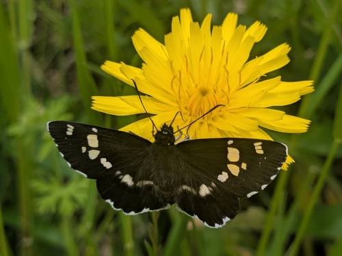 Tagiades tethys tethys