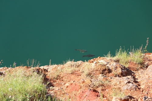 Cyprinus carpio