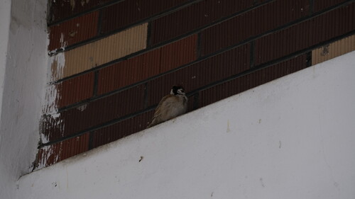 Eurasian Tree Sparrow