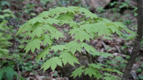 Korean maple