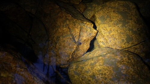Jilin Clawed Salamander
