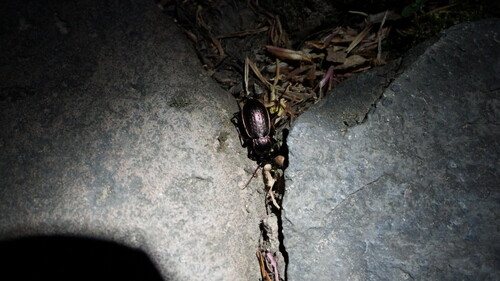Carabus manifestus