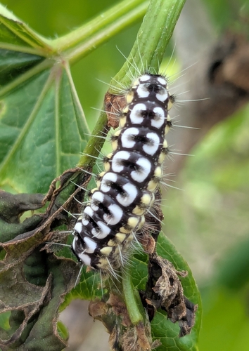 Hedina consimilis