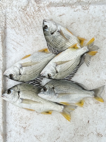 Yellowfin Seabream
