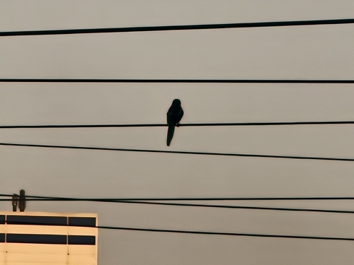 Oriental Magpie