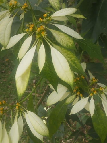Poinsettia