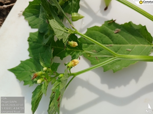 cutleaf groundcherry
