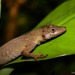 Anton's Anole - Photo (c) cristian castro morales, all rights reserved, uploaded by cristian castro morales
