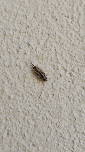 Brickwork Woodlouse