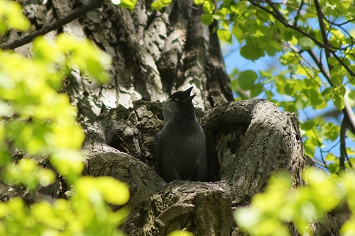 Eurasian Jackdaw