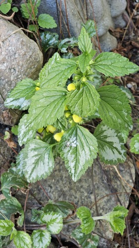 yellow archangel