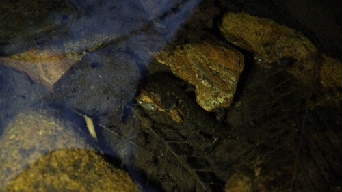 Jilin Clawed Salamander