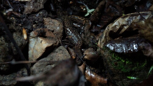 Jilin Clawed Salamander
