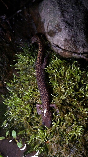 Jilin Clawed Salamander