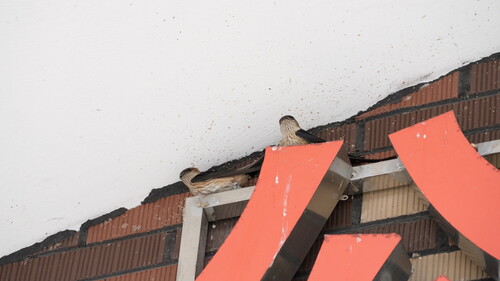 Eastern Red-rumped Swallow