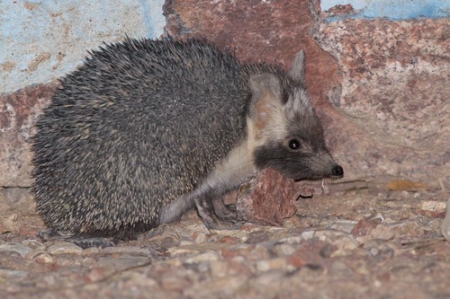 Desert Hedgehog