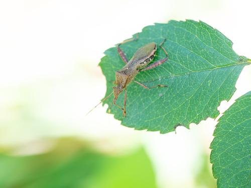 Riptortus pedestris