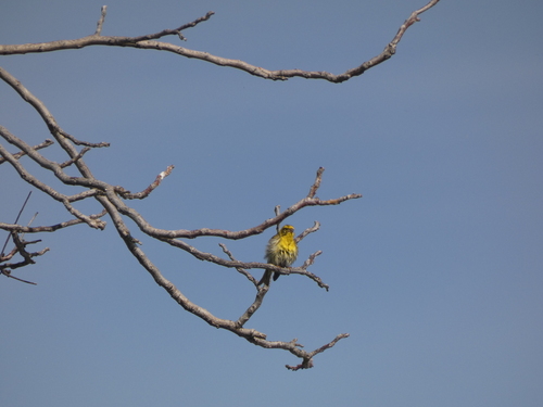 Avistamiento Serinus serinus