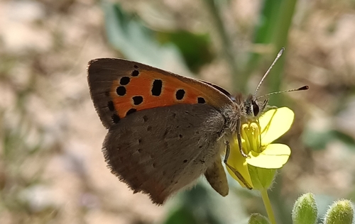 Small Copper