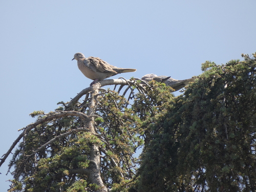 Avistamiento Streptopelia decaocto
