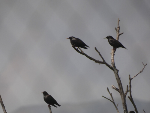 Avistamiento Estornino Negro
