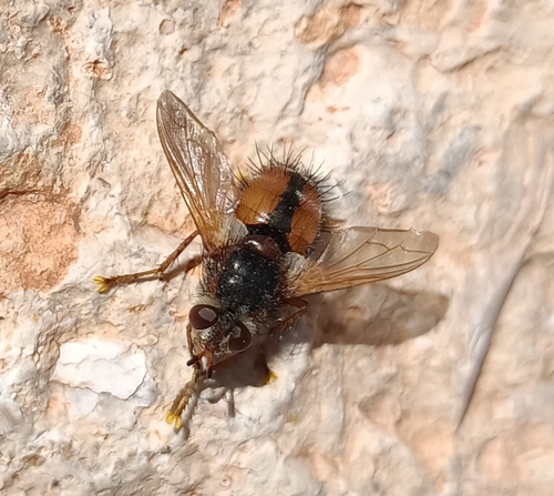 Common Tachinid