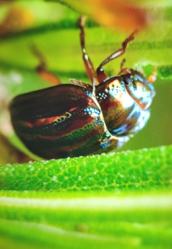 Rosemary Beetle