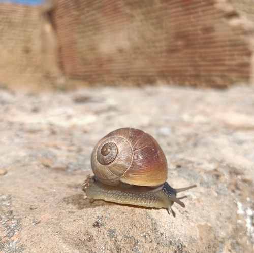 Brown-mouthed Helix