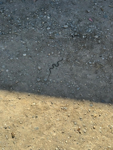 grass snake