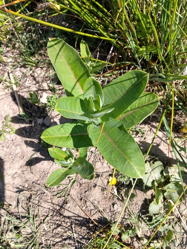 common milkweed