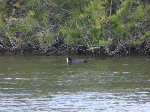 Avistamiento Fulica atra