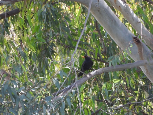 Avistamiento Turdus merula