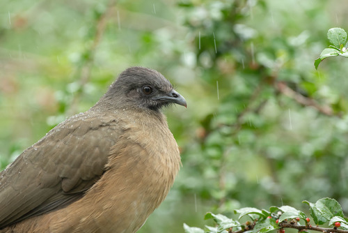 Plain Chachalaca