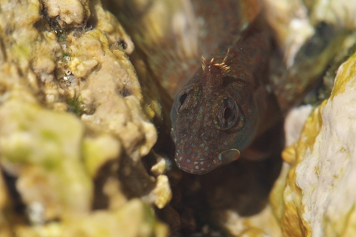 Coryphoblennius galerita