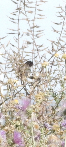 Avistamiento Curruca cabecinegra
