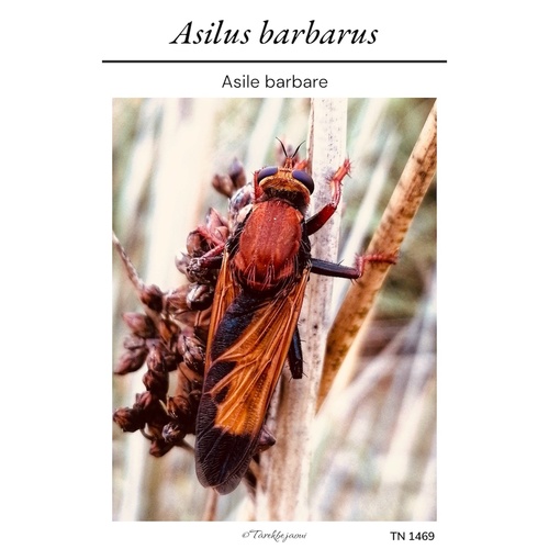 Asilus barbarus